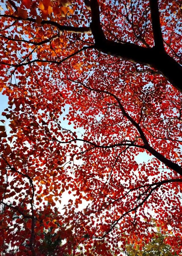 寻美薛城丨初冬最美的树！红叶似火满树红，乌桕树便是季节打翻的调色盘！