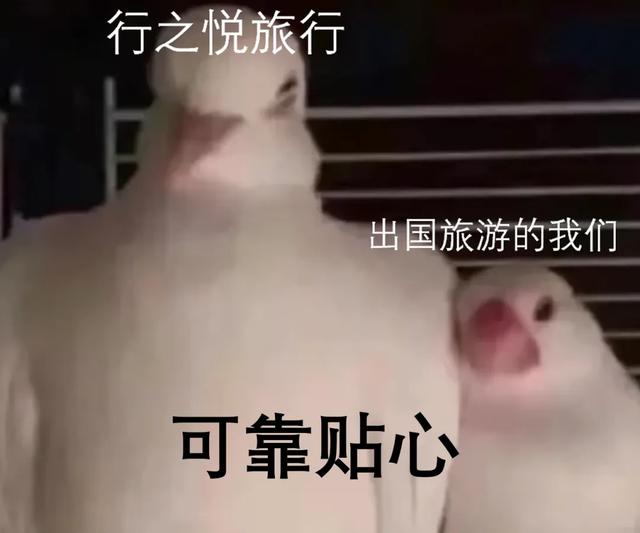 带全公司在冰岛玩10天有多爽?同事:人就不应该上班!