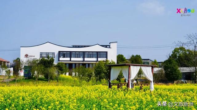 油菜花开成海，新洲向你发来春日请柬