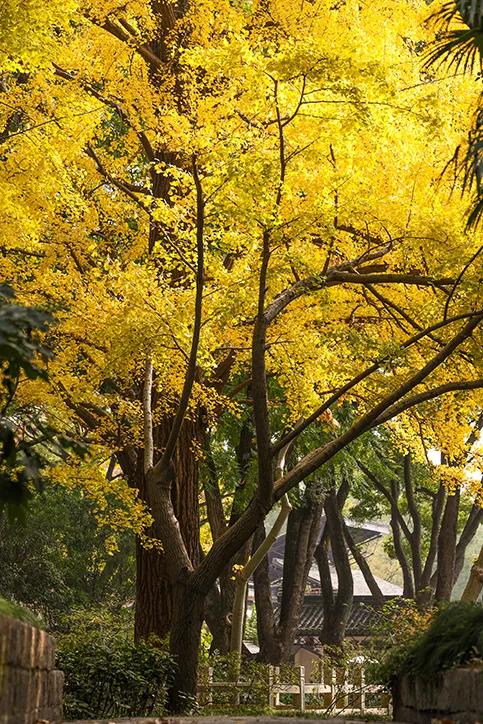 秋色限定!沪上园林已达颜值巅峰→