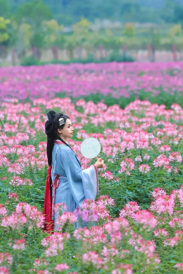 木兰花乡300000盆菊花热烈盛放