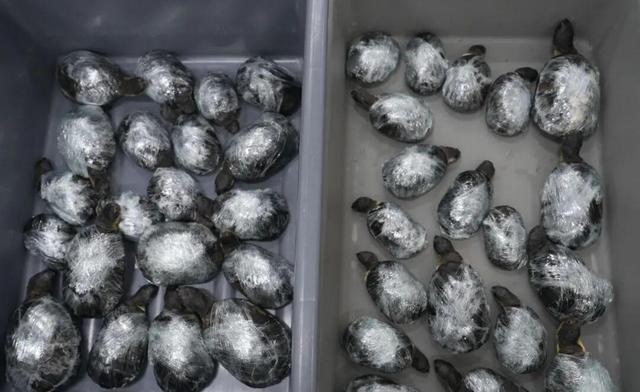 严禁入境后果严重！两女子在紧身裤内藏68只，被广东海关查获