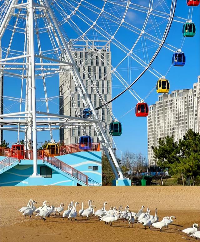 冬游威海 | “鹅”在这儿呢！