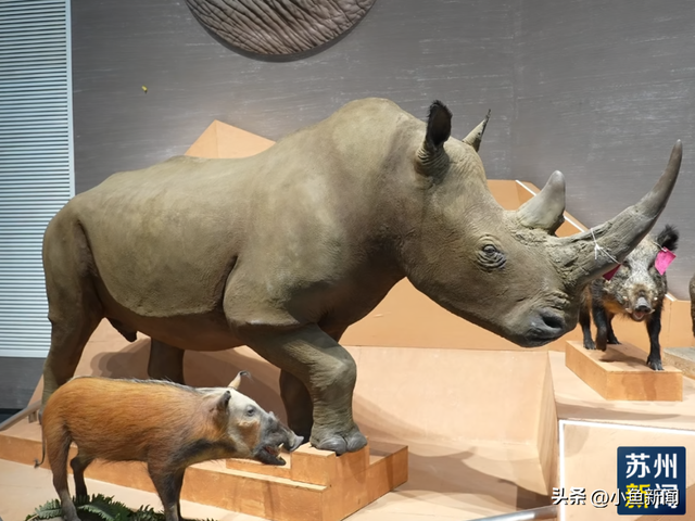 首次公开！苏州新地标，即将开启压力测试...