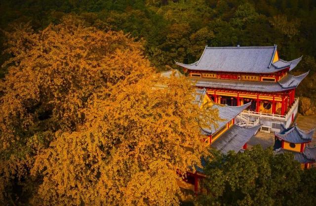 定向赛将至，来游峨桥美！11 月来 “茶香山水” 间解锁诗意乡村