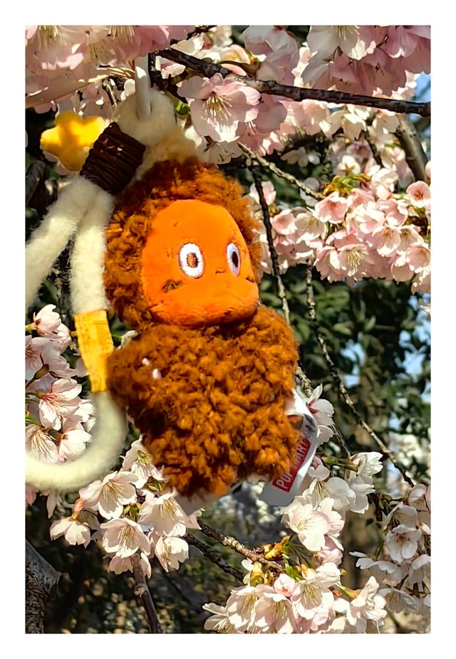 【夏云】早春三月，樱你而美——静安雕塑公园赏花记