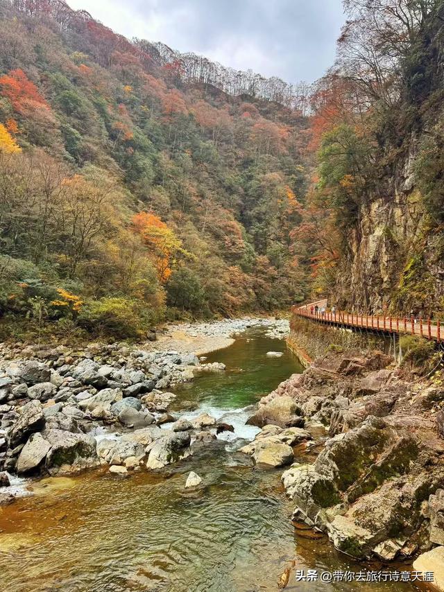 光雾山秋色斑斓,迎来23届光雾山国际红叶节