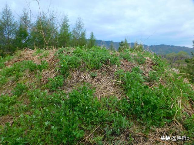 本溪太子河沿途一百公里风光——老房河滴台头（六）