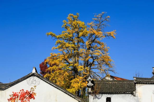 红叶指南：太湖源头的江南秋魂