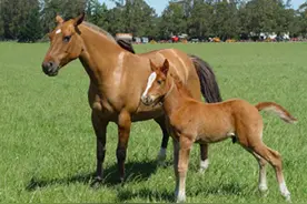 动物交配六亲不认，雄性遇上自己的母亲咋办？老人：马不欺母图片