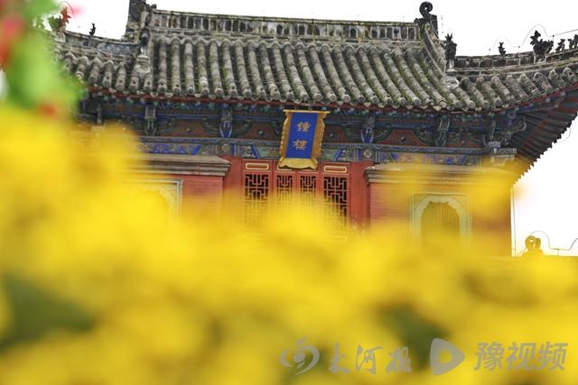 周口：重阳赏菊正当时 千年古陵飘菊香