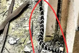 原来蛇最怕这几样！三种植物+三大天敌，最后一个堪称“蛇见愁”图片