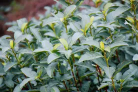 苏州太湖西山岛初春的第一杯茶！即将开采！图片