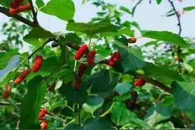 前不栽桑、后不栽柳、当院不栽鬼拍手，说的是什么意思？图片