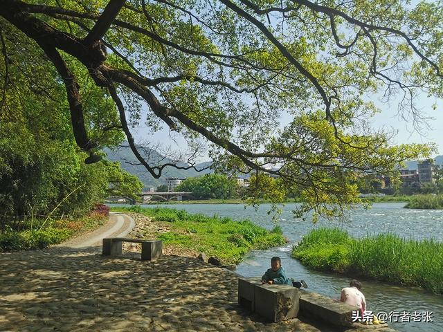 福建福安，穆水之阳，一座原汁原味的千年古镇，百年古树群最美