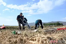 一条党参的“成才”之路，党参从土里“出生”后怎么处理？图片