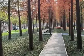 闵行新增一座水杉特色公园，已建成开放！图片