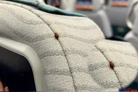 床虱危机席卷全球，已进入中国，不得不警惕潜在的危险图片