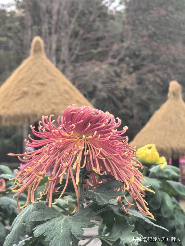 武进新天地公园菊花展 乡村田园风 今年又不同