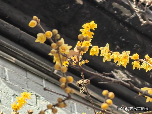 十方院赏腊梅 沉醉古韵幽香