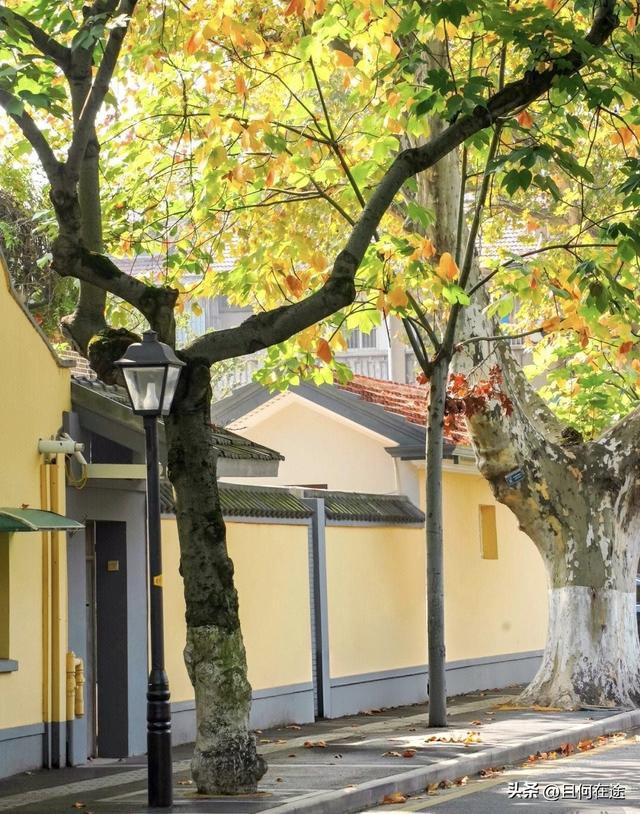 南京“丑萌”梧桐C位出道！颐和路半天游，把民国浪漫拍成表情包