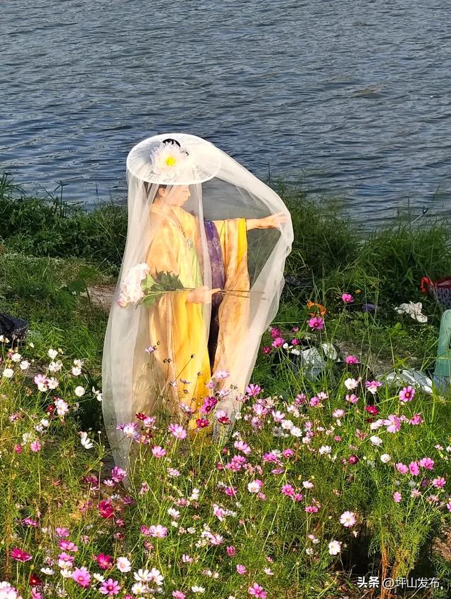 看完你的 看你的，坪山这片格桑花海承包你的秋日治愈感！