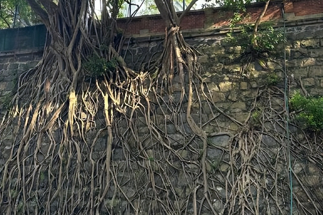 百年石墙，一树共生，香港石墙树与城市的百年对话