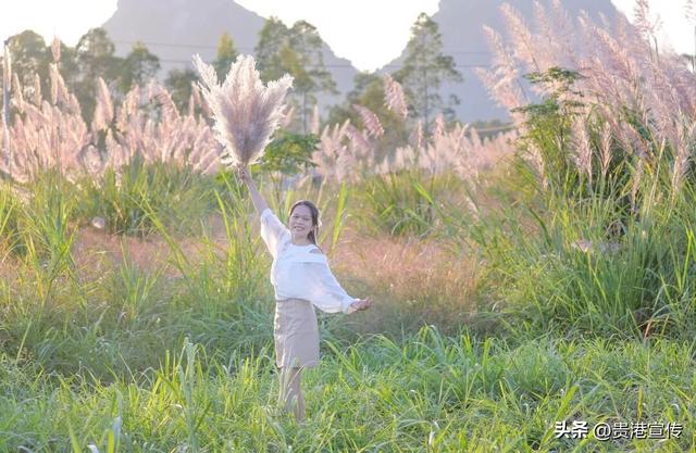 不必去远方，贵港此地就藏着一片诗意芦苇荡
