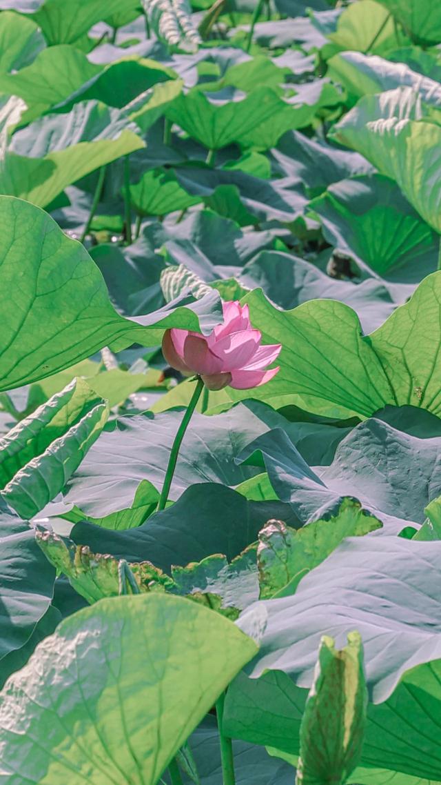 “荷”你相遇！惊艳了这个夏至~