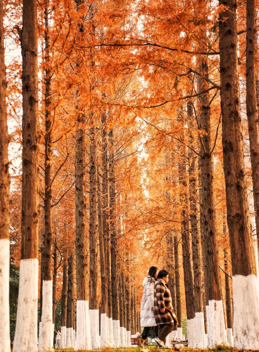 临沂「红杉」「红枫」浓度拉满，出片率100%