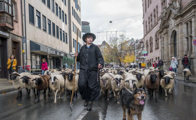 中世纪传统活到现在，为羊群让道，纽伦堡年度奇观引热议