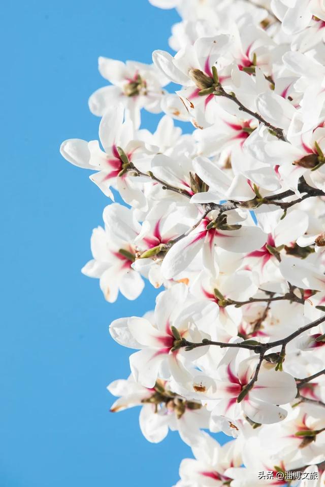 淄博春游首选！免票+赏花，这些打卡地承包你的春日浪漫→