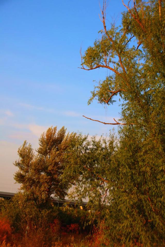 北疆文化 遇鉴赛罕 | 秋色漫卷赛罕:快将秋日打包,赶赴一场赛罕秋约!