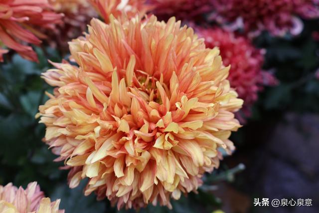 本周六，济南第46届趵突泉金秋菊展开幕！赏菊攻略已出炉！
