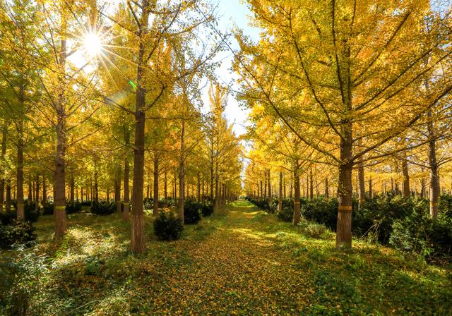 秋日邀约｜听说，你们都去看银杏了