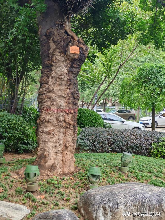 在邯郸住三天，每天餐后在邯郸这家花园式酒店院子里散散步真惬意