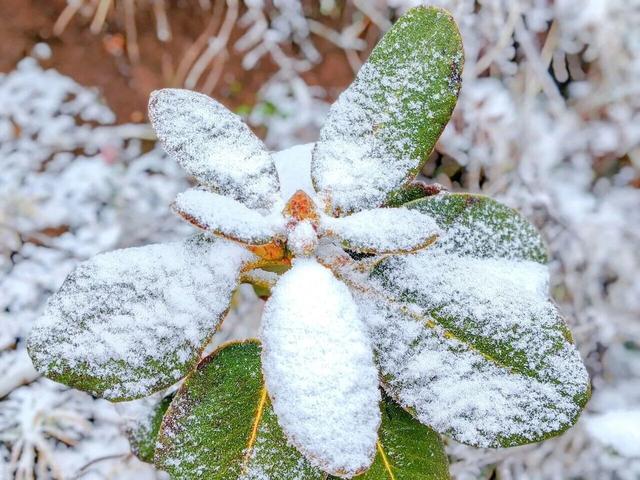 金佛山下雪❄️啦！秒变冰雪仙境