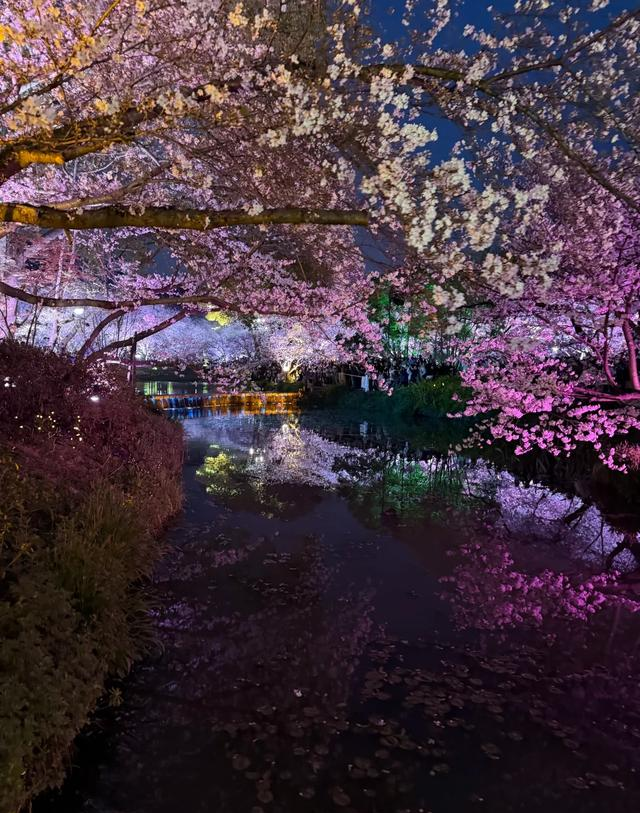 挤疯了！无锡鼋头渚夜樱 “炸街”，这场面给老外看都能吓一跳