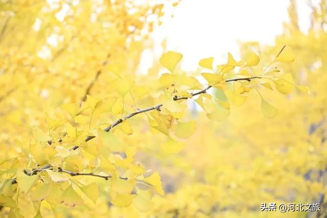 来河北这座小城：邂逅一场暖黄秋日盛宴