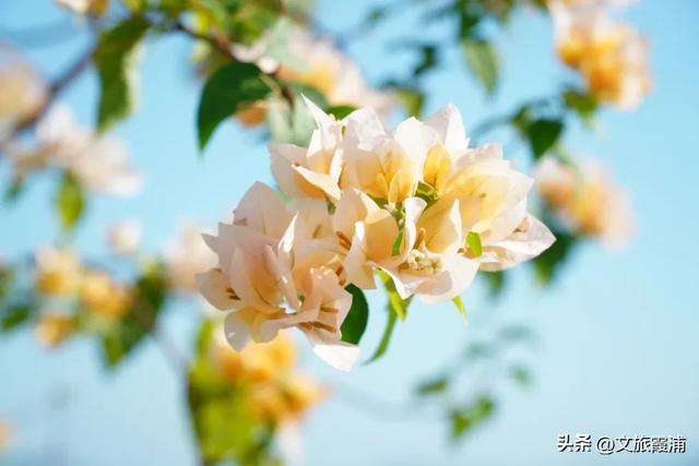 霞浦花沁石,海边莫奈花园的秋冬独属烂漫
