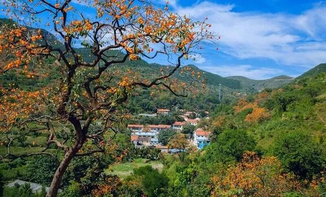 青州的秋天，从这份甜蜜开始