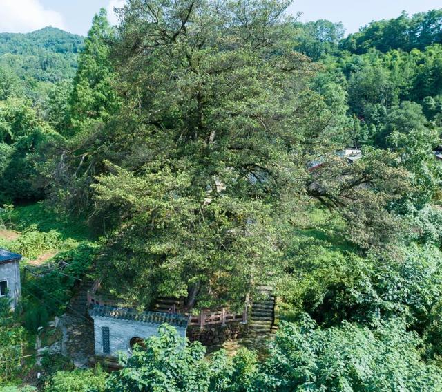 发现·公园城市 | 在成都，这个有两千岁古树的村庄也是长寿村