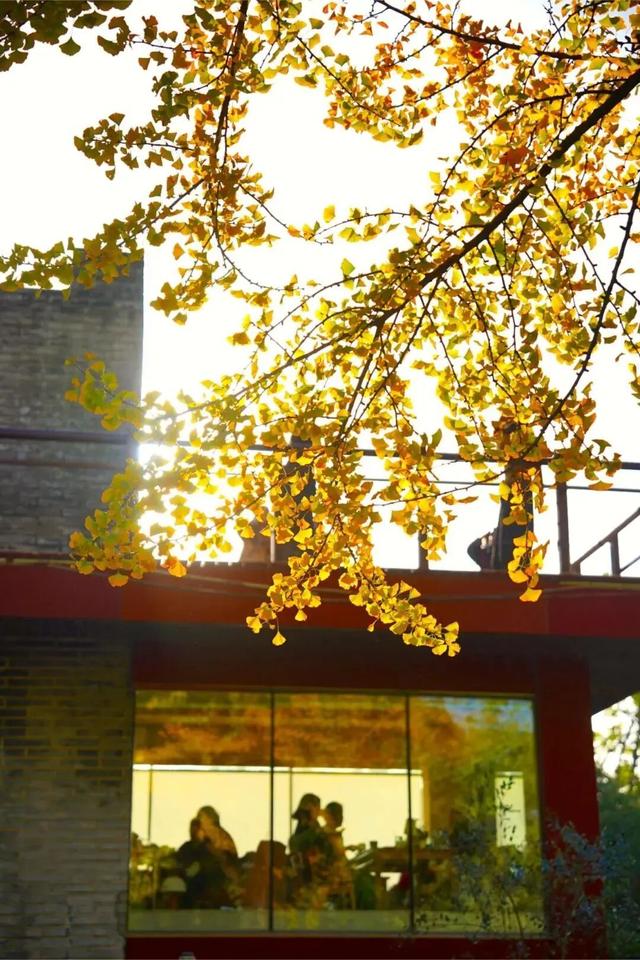 上海市中心又一公园拆除围墙！24小时开放！内藏明城墙和宝藏机位！怎么还有个“灶披间”？