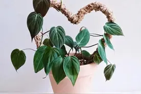 “100种”室内小清新花草，文艺素雅又俏皮可爱，看看你喜欢哪个图片