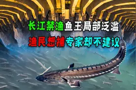 长江十年禁渔有成效！米级鳡鱼局部泛滥，为什么专家说先别捞？图片