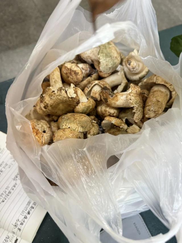 这个季节来云南，抓根树枝我们去“打野”