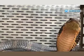 当3米长、手臂粗眼镜王蛇潜入家中，与你四目相对……只想弱弱地问一声，咋还不去冬眠！图片