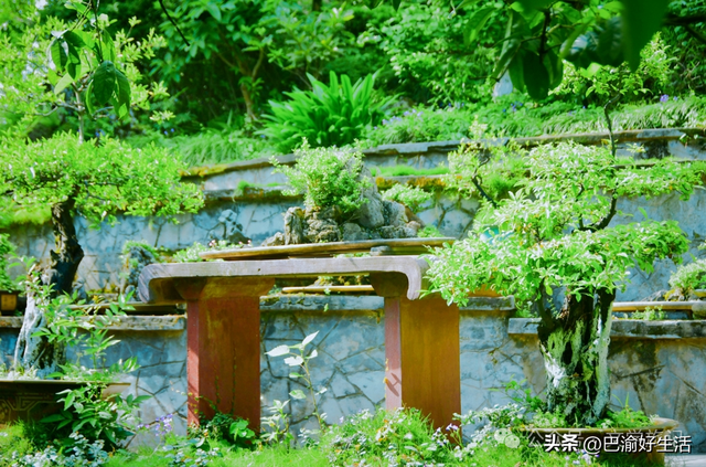 北碚公园竟是"大熊猫"命名地，原来藏着这么多秘密