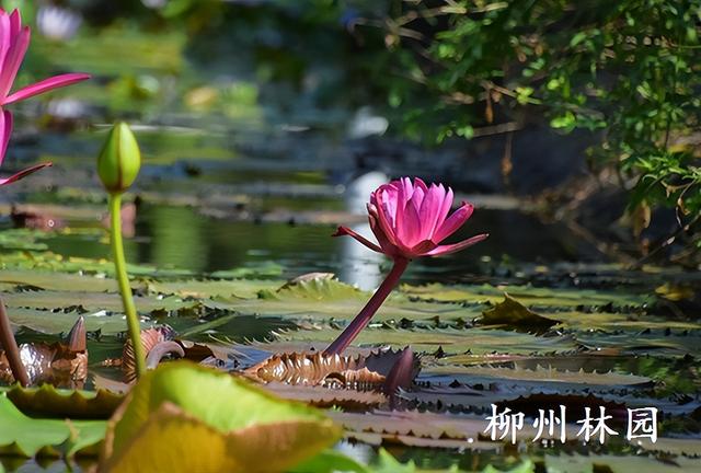 柳州园博园“红色闪耀”睡莲绽放罕见并蒂花
