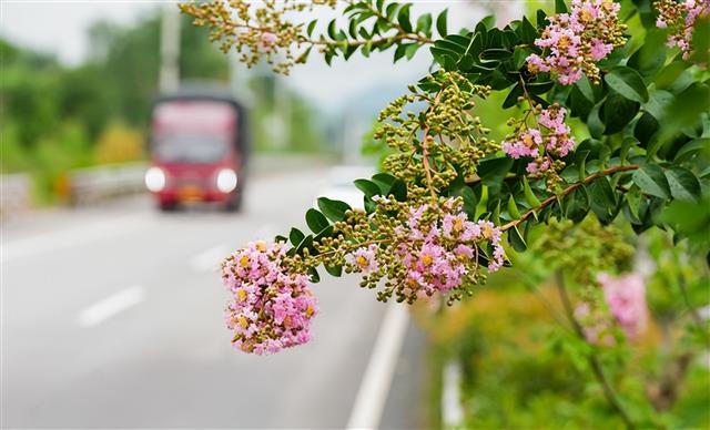 明月大道藏花海，紫薇与车共绘夏景#重庆垫江